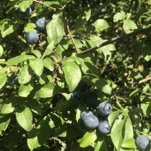 Sloes
